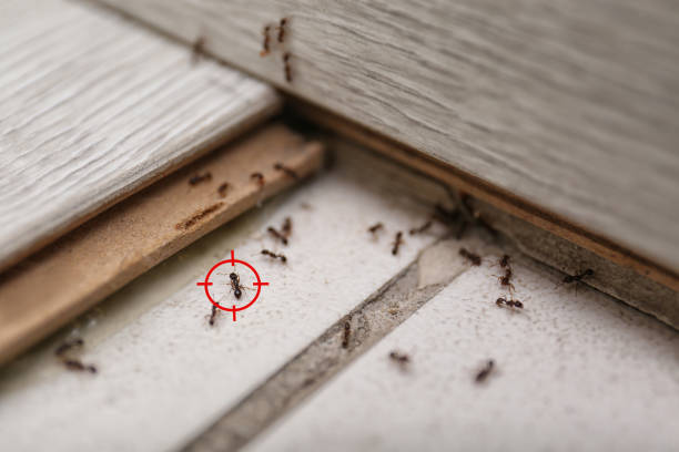 Spider Control Near Me in Lake Dunlap, TX